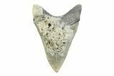 Serrated, Fossil Megalodon Tooth - North Carolina #356702-2